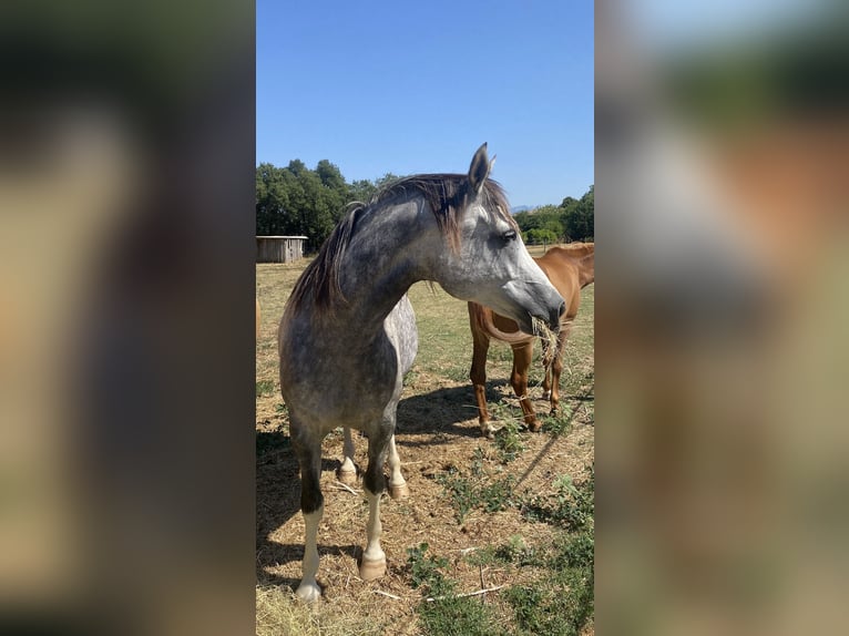 Mezzosangue Arabo Castrone 7 Anni 157 cm Grigio pezzato in Peyrins