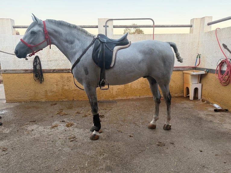 Mezzosangue Arabo Mix Castrone 7 Anni 163 cm Grigio in Las Norias De Daza