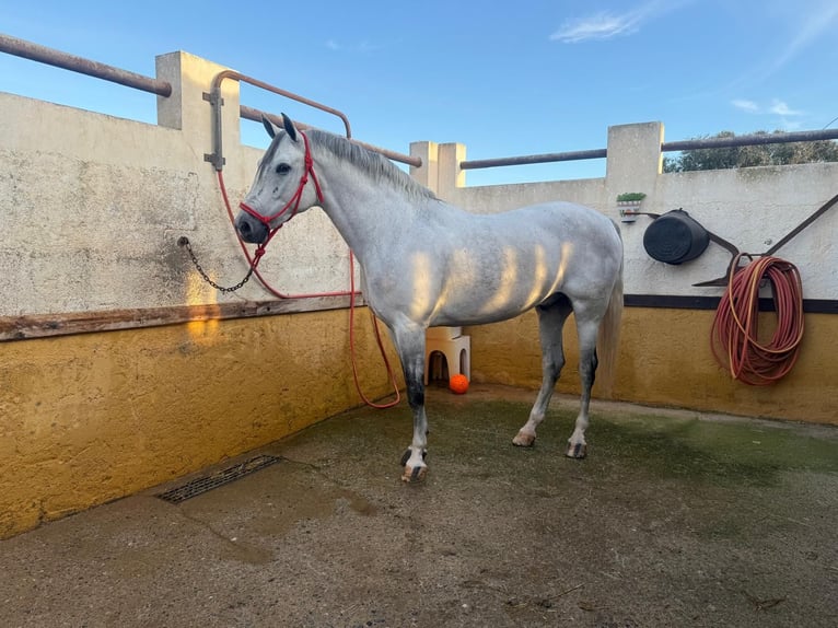 Mezzosangue Arabo Mix Castrone 7 Anni 163 cm Grigio in Las Norias De Daza