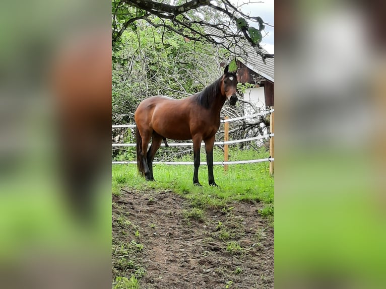 Mezzosangue Arabo Castrone 8 Anni 160 cm Baio in Gallzein