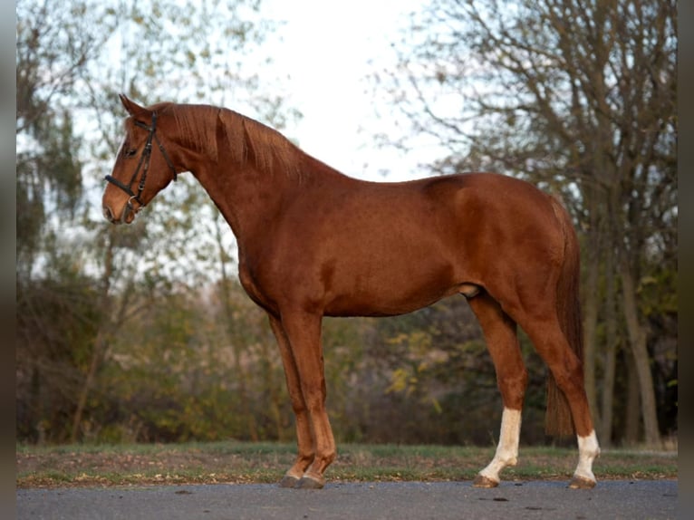 Mezzosangue Arabo Castrone 9 Anni 165 cm Sauro in Mez&#x151;hegyes
