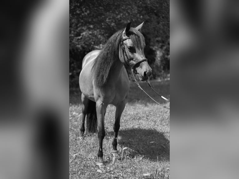 Mezzosangue Arabo Mix Giumenta 10 Anni 147 cm Baio in Nürtingen