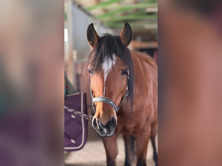 Mezzosangue Arabo Mix Giumenta 10 Anni 147 cm Baio in Nürtingen
