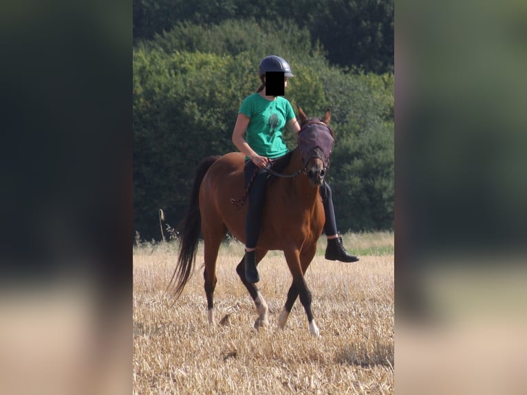 Mezzosangue Arabo Mix Giumenta 10 Anni 150 cm Baio in Lebach