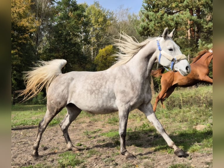 Mezzosangue Arabo Giumenta 10 Anni 150 cm Grigio in Bukowinka