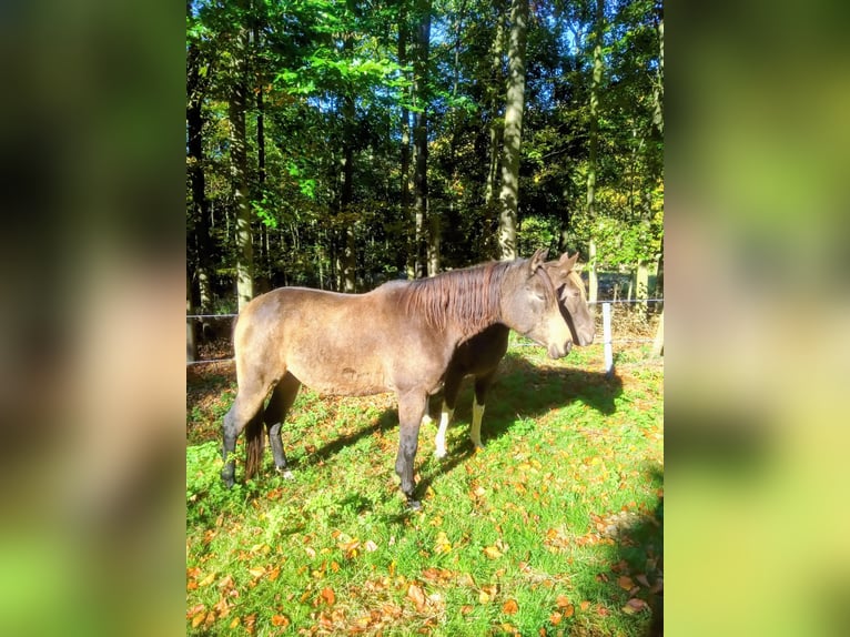 Mezzosangue Arabo Giumenta 10 Anni 155 cm Pelle di daino in Malente