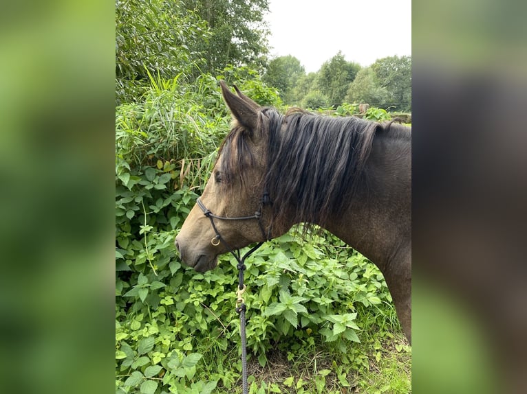 Mezzosangue Arabo Giumenta 10 Anni 155 cm Pelle di daino in Malente