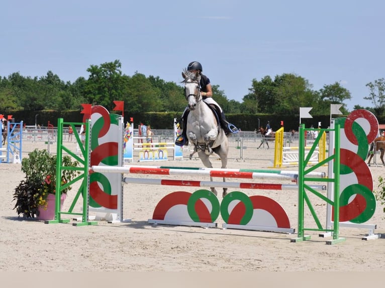 Mezzosangue Arabo Giumenta 13 Anni 147 cm Baio in Montbrun-Lauragais