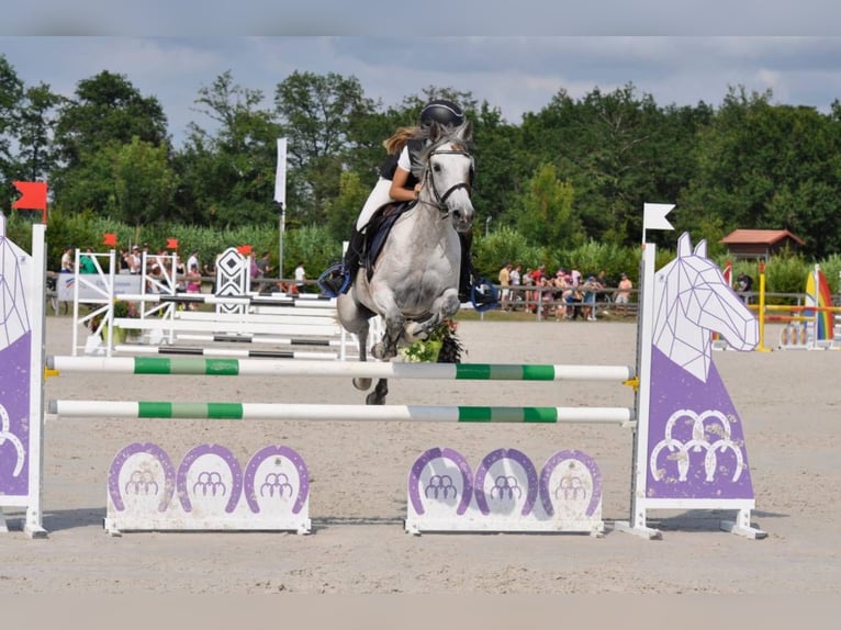 Mezzosangue Arabo Giumenta 13 Anni 147 cm Baio in Montbrun-Lauragais