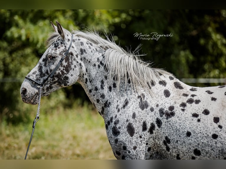 Mezzosangue Arabo Giumenta 13 Anni 150 cm Leopard in Beaumont-Pied-de-Buf