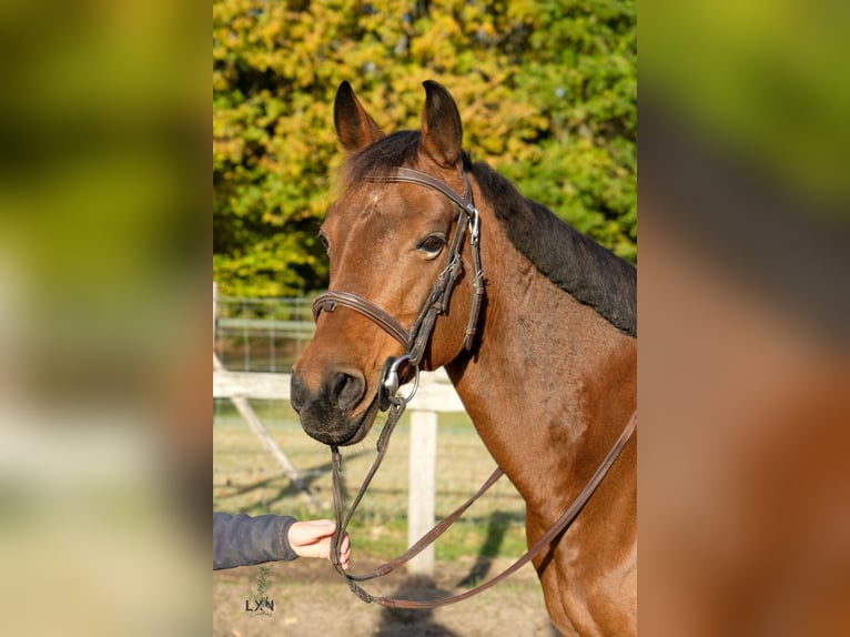 Mezzosangue Arabo Giumenta 14 Anni 146 cm Baio in Villemandeur