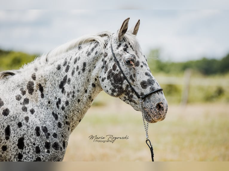 Mezzosangue Arabo Giumenta 14 Anni 150 cm Leopard in Beaumont-Pied-de-Buf
