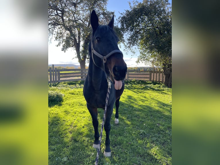 Mezzosangue Arabo Giumenta 16 Anni 160 cm Baio in Weißenburg