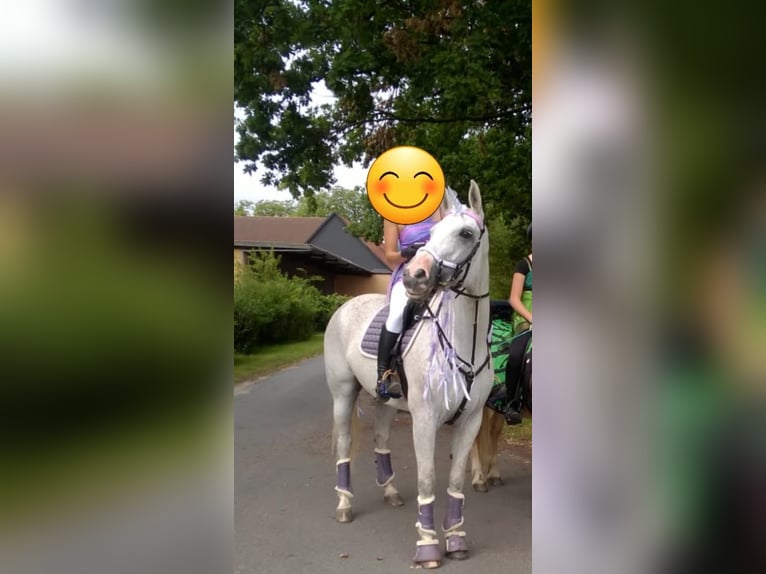 Mezzosangue Arabo Giumenta 17 Anni 165 cm Grigio in Bernburg/Gröna