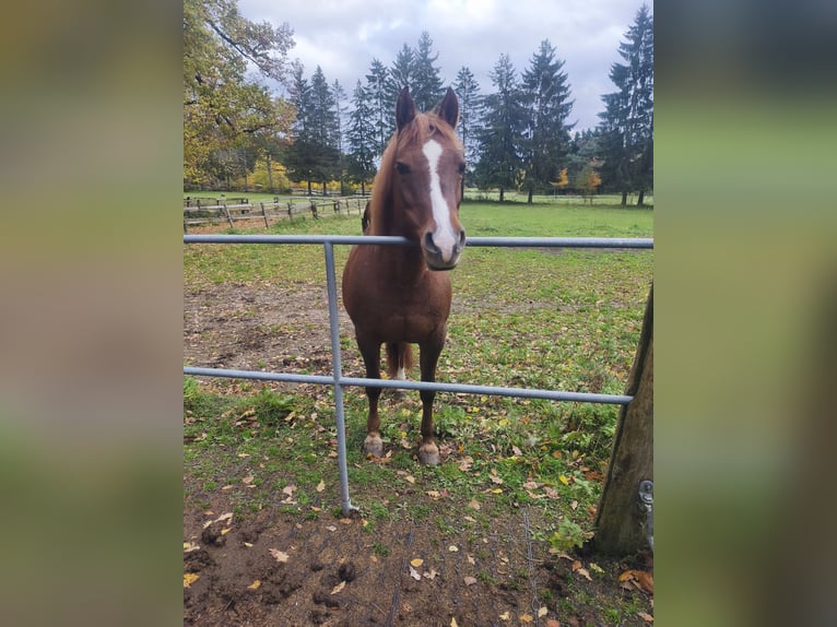 Mezzosangue Arabo Mix Giumenta 19 Anni 140 cm Sauro in Winterlingen