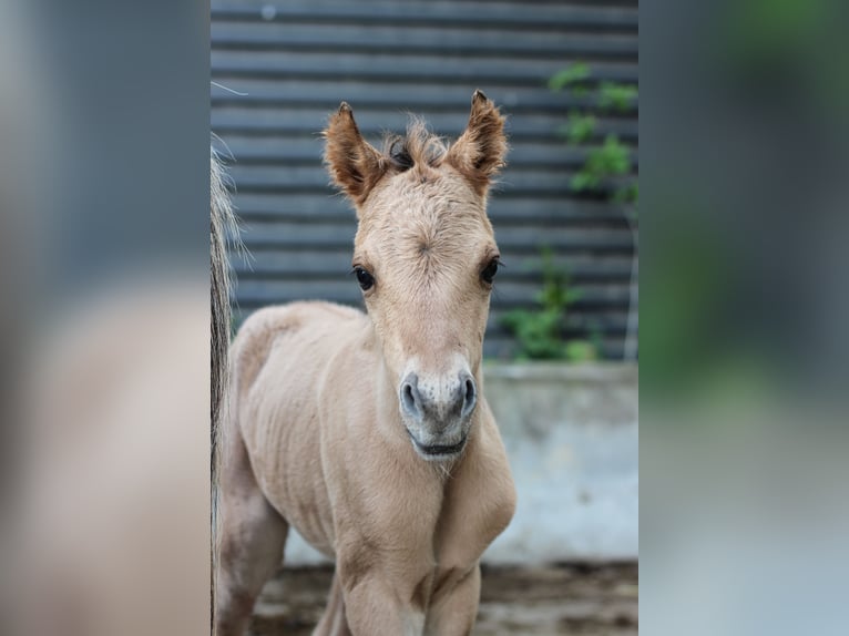 Mezzosangue Arabo Giumenta 1 Anno 145 cm Falbo in Erichem
