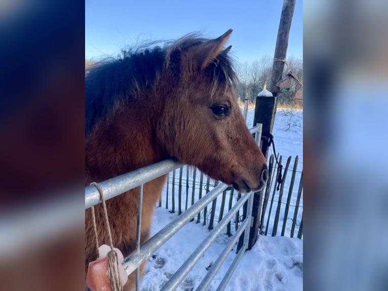 Mezzosangue Arabo Giumenta 1 Anno 145 cm Falbo in Erichem