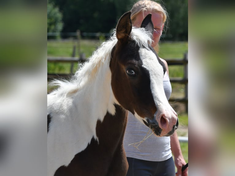 Mezzosangue Arabo Giumenta 1 Anno 153 cm Tobiano-tutti i colori in Mörsdorf