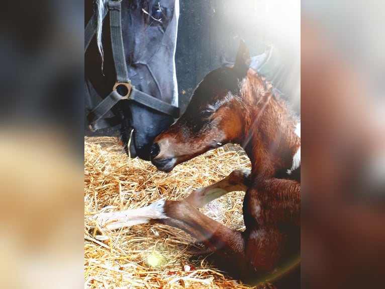 Mezzosangue Arabo Giumenta 1 Anno 154 cm Tobiano-tutti i colori in Sulingen