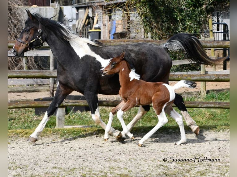 Mezzosangue Arabo Giumenta 1 Anno 155 cm Tobiano-tutti i colori in Mörsdorf