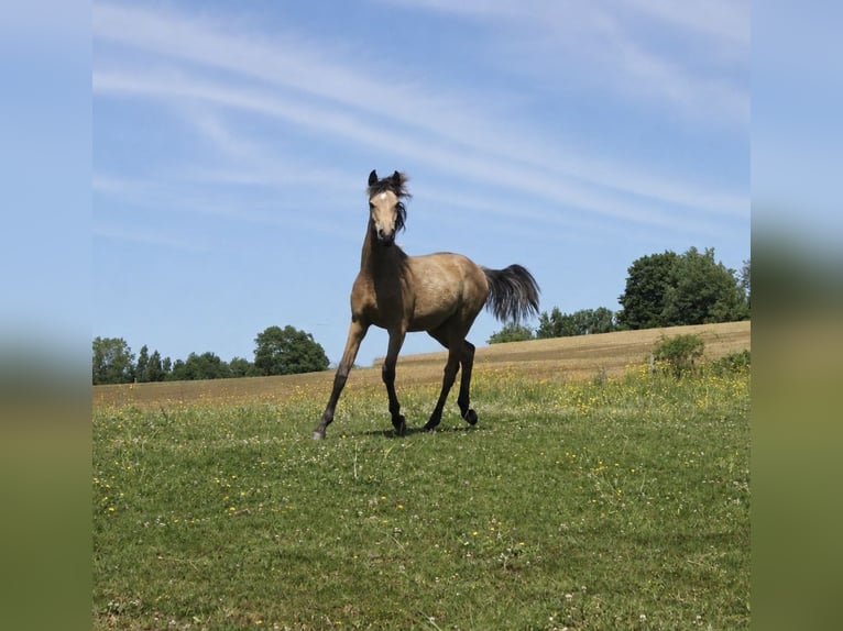 Mezzosangue Arabo Giumenta 1 Anno 160 cm Falbo in Domsure