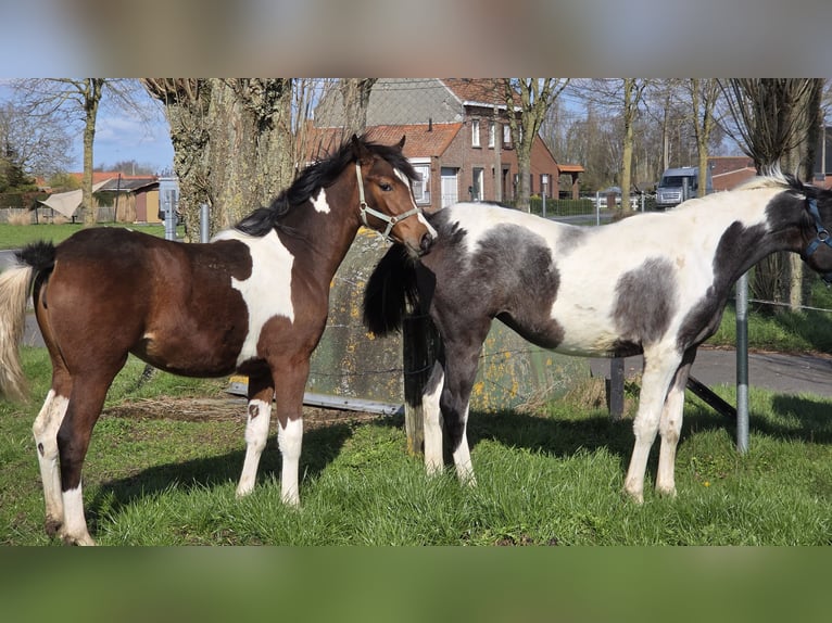 Mezzosangue Arabo Giumenta 1 Anno 160 cm Pezzato in Staden