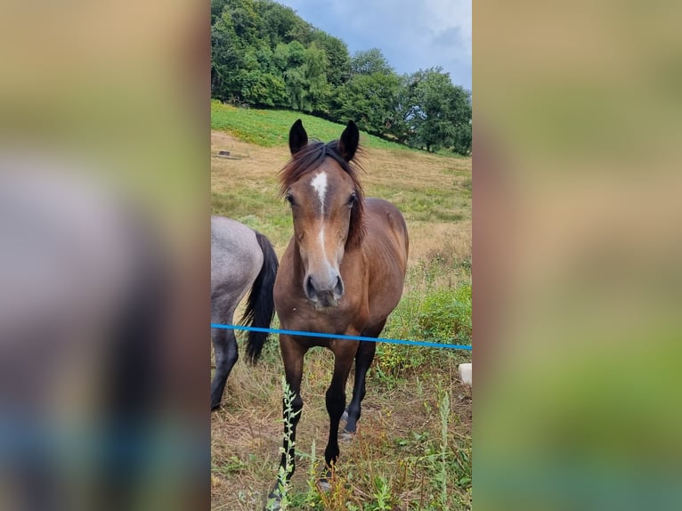 Mezzosangue Arabo Giumenta 1 Anno Falbo baio in GIMEL LES CASCADES
