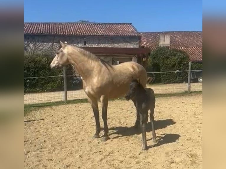 Mezzosangue Arabo Giumenta 1 Anno Grigio ferro in VERNON