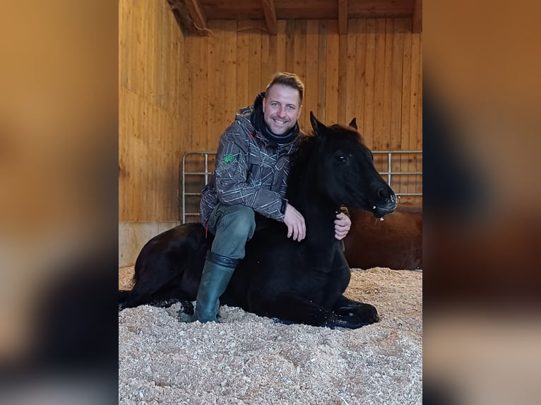 Mezzosangue Arabo Giumenta 1 Anno Morello in St. Georgen/Y.