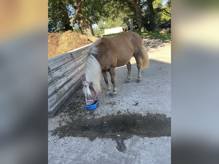 Mezzosangue Arabo Giumenta 23 Anni 143 cm Baio chiaro in OberlangenOberlangen