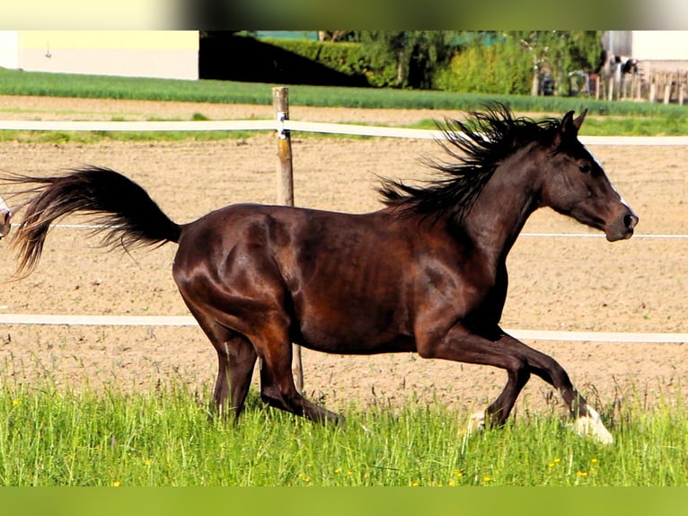 Mezzosangue Arabo Giumenta 2 Anni 155 cm Morello in Kehl