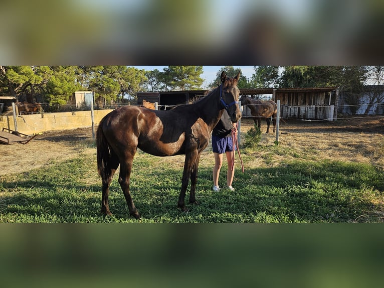 Mezzosangue Arabo Giumenta 2 Anni 155 cm Morello in Mireval