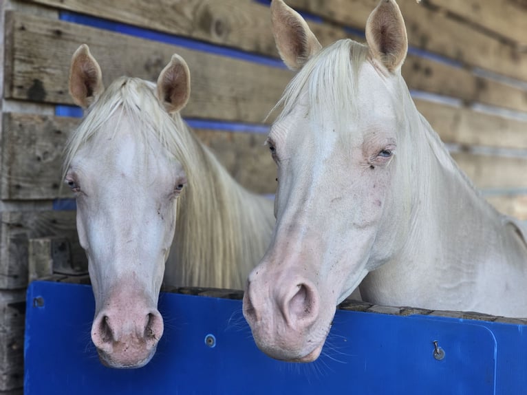 Mezzosangue Arabo Giumenta 2 Anni 158 cm Cremello in Hagendorn