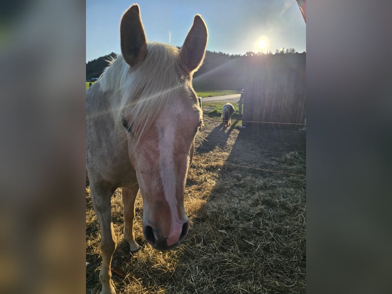 Mezzosangue Arabo Giumenta 3 Anni 150 cm Palomino in Isny im Allgäu