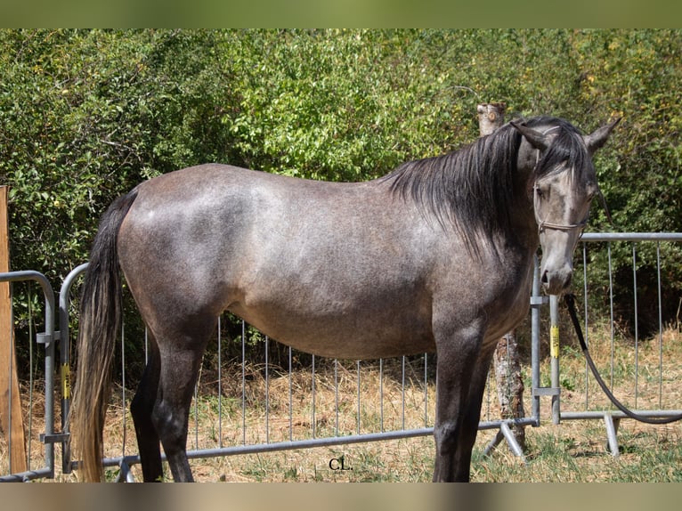 Mezzosangue Arabo Giumenta 4 Anni 150 cm Grigio ferro in Chaponost