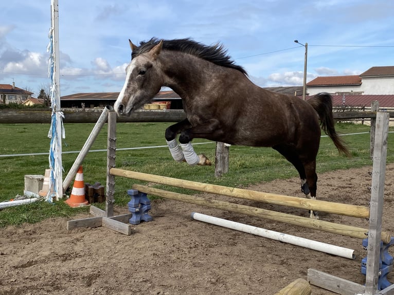 Mezzosangue Arabo Giumenta 4 Anni 150 cm Grigio trotinato in Montrond les bains