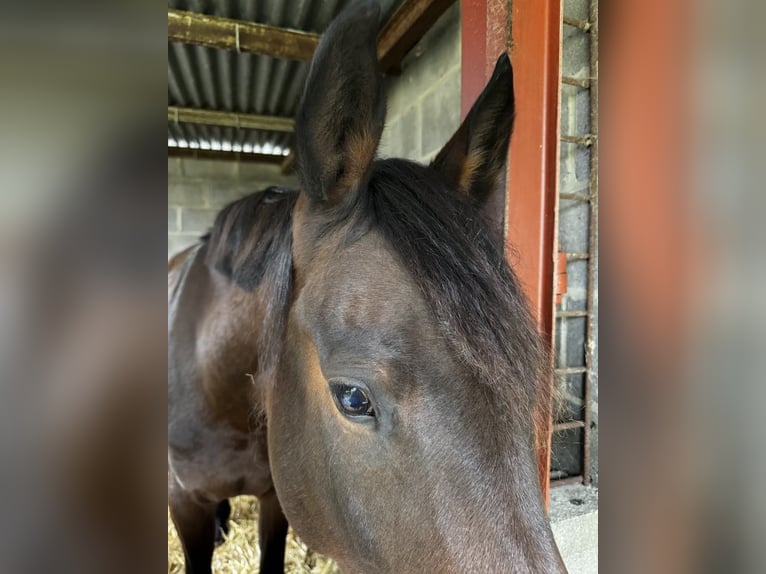 Mezzosangue Arabo Giumenta 4 Anni 155 cm Baio in Biesme-sous-thuin