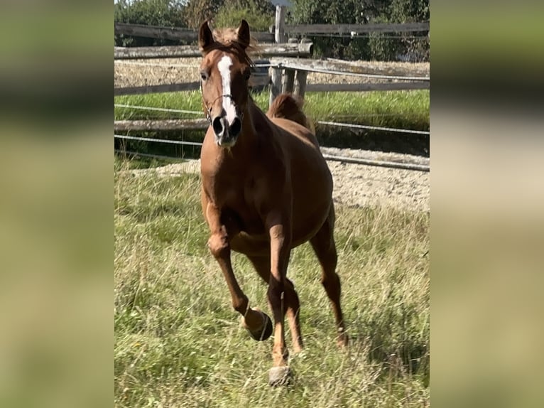 Mezzosangue Arabo Giumenta 4 Anni 155 cm Sauro in Tiefenbach