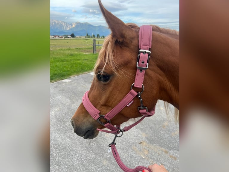 Mezzosangue Arabo Mix Giumenta 4 Anni 155 cm Sauro scuro in Ljubljana