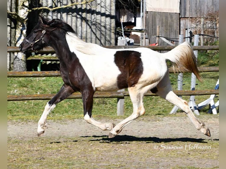 Mezzosangue Arabo Giumenta 4 Anni 158 cm Tobiano-tutti i colori in Mörsdorf