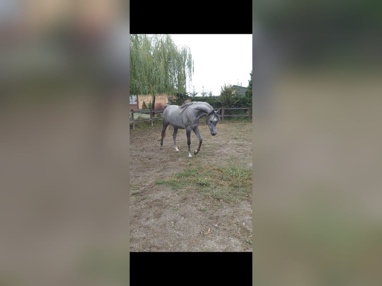 Mezzosangue Arabo Giumenta 4 Anni Grigio in Barcani