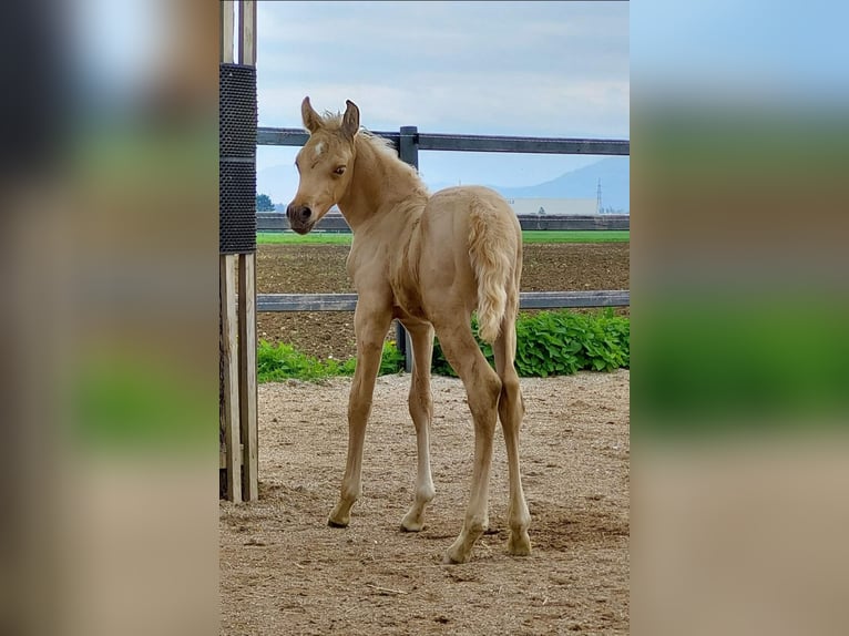 Mezzosangue Arabo Giumenta 4 Anni Palomino in Rohrbach