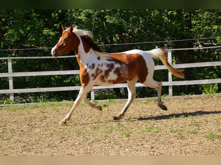 Mezzosangue Arabo Giumenta 5 Anni 150 cm Tobiano-tutti i colori in Keutschach