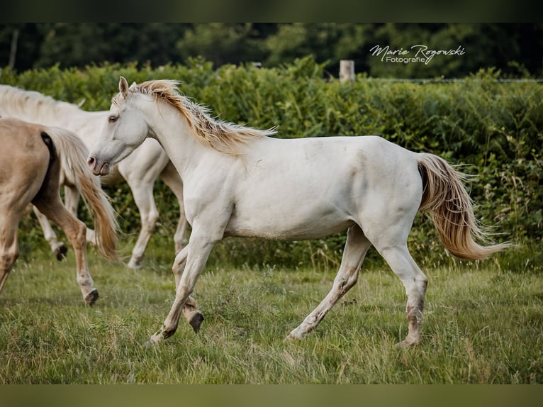 Mezzosangue Arabo Giumenta 5 Anni 151 cm Champagne in Beaumont-Pied-de-Buf