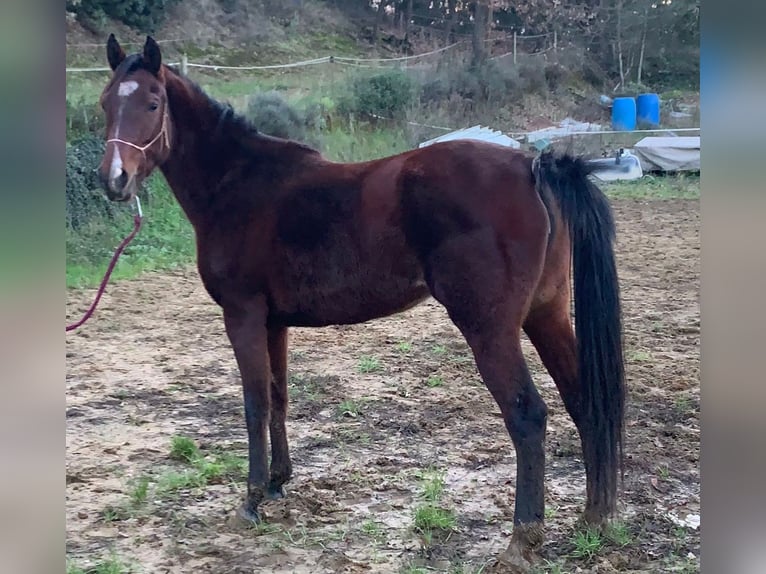 Mezzosangue Arabo Giumenta 5 Anni 154 cm Baio in CONNAUX