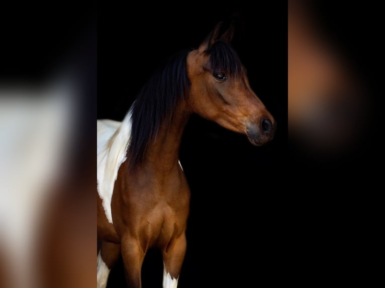 Mezzosangue Arabo Giumenta 6 Anni 148 cm Tobiano-tutti i colori in Großvolderberg