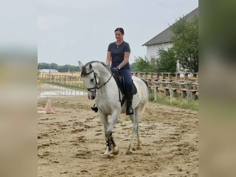 Mezzosangue Arabo Giumenta 6 Anni 163 cm Grigio pezzato in Debrecen