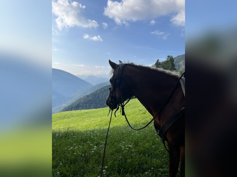 Mezzosangue Arabo Mix Giumenta 8 Anni 146 cm Sauro in San Lorenzo di Sebato