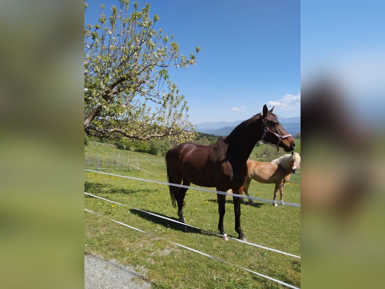 Mezzosangue Arabo Giumenta 8 Anni 163 cm Baio scuro in Köstenberg