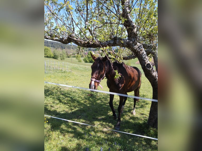 Mezzosangue Arabo Giumenta 8 Anni 163 cm Baio scuro in Köstenberg